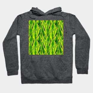 Sansevieria Trifasciata Laurentii Pattern Hoodie